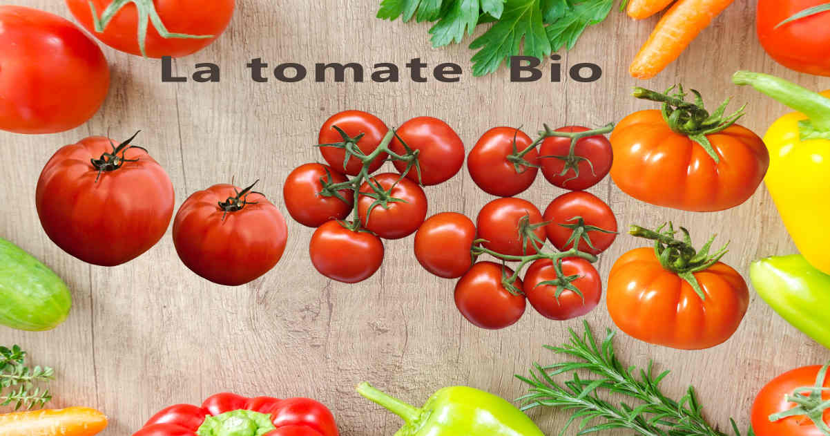 Tomate Bio d'Alsace