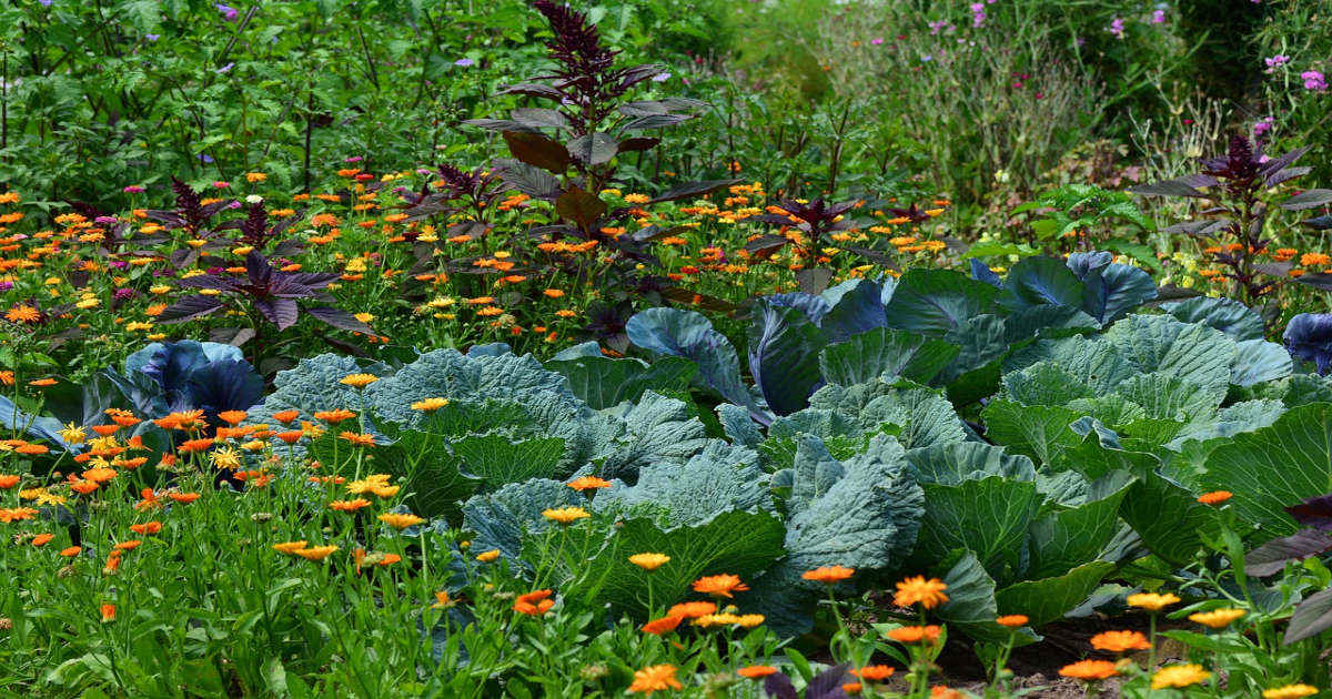 dévas COURGE BUTTERNUT graines BIO jardin en permaculture et en co-création