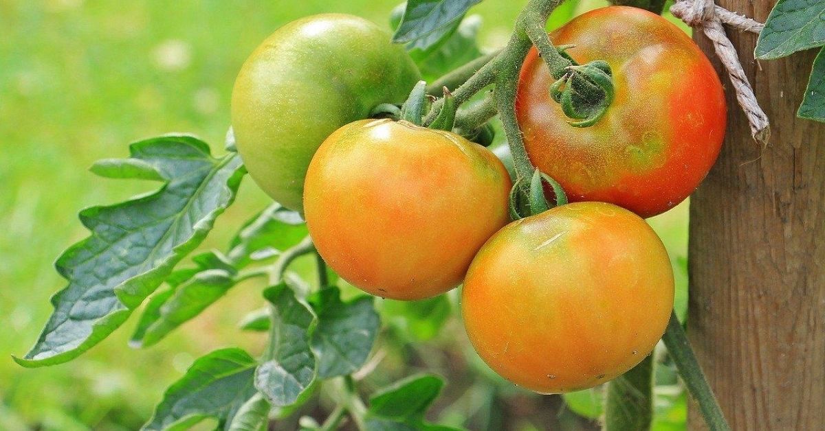 Tomates Bio d'Alsace
